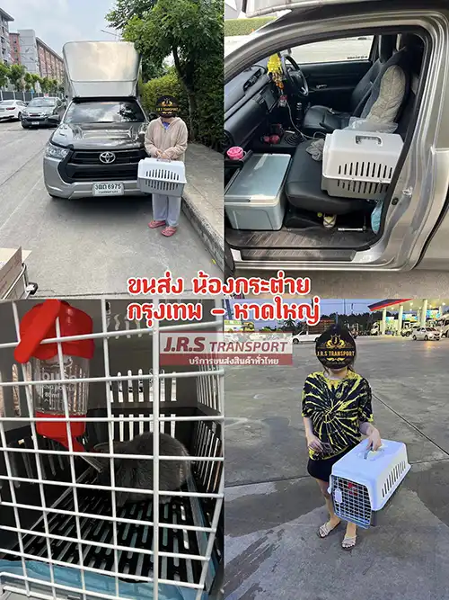 ขนส่งน้องกระต่ายและสัตว์เลี้ยงขนาดเล็ก