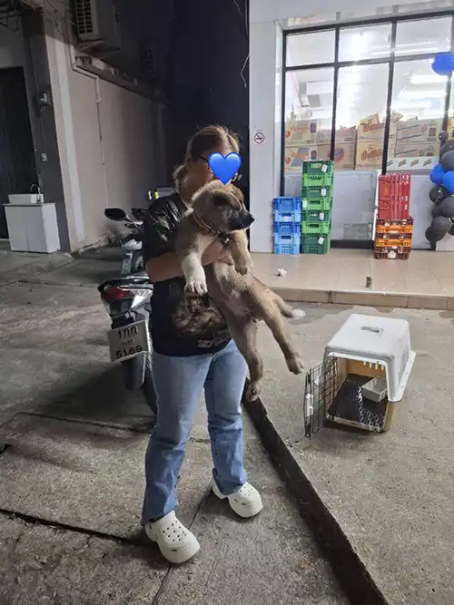 ขนส่งน้องหมาหรือสุนัขทุกชนิด